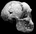 Hflorensiensis skull
